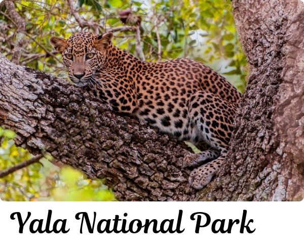 Yala National Park