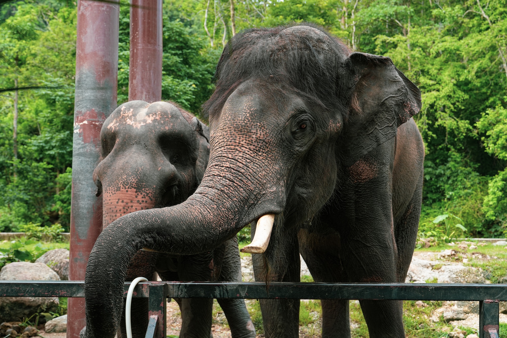 The Asian elephants are feeding on the fresh grass leaves.